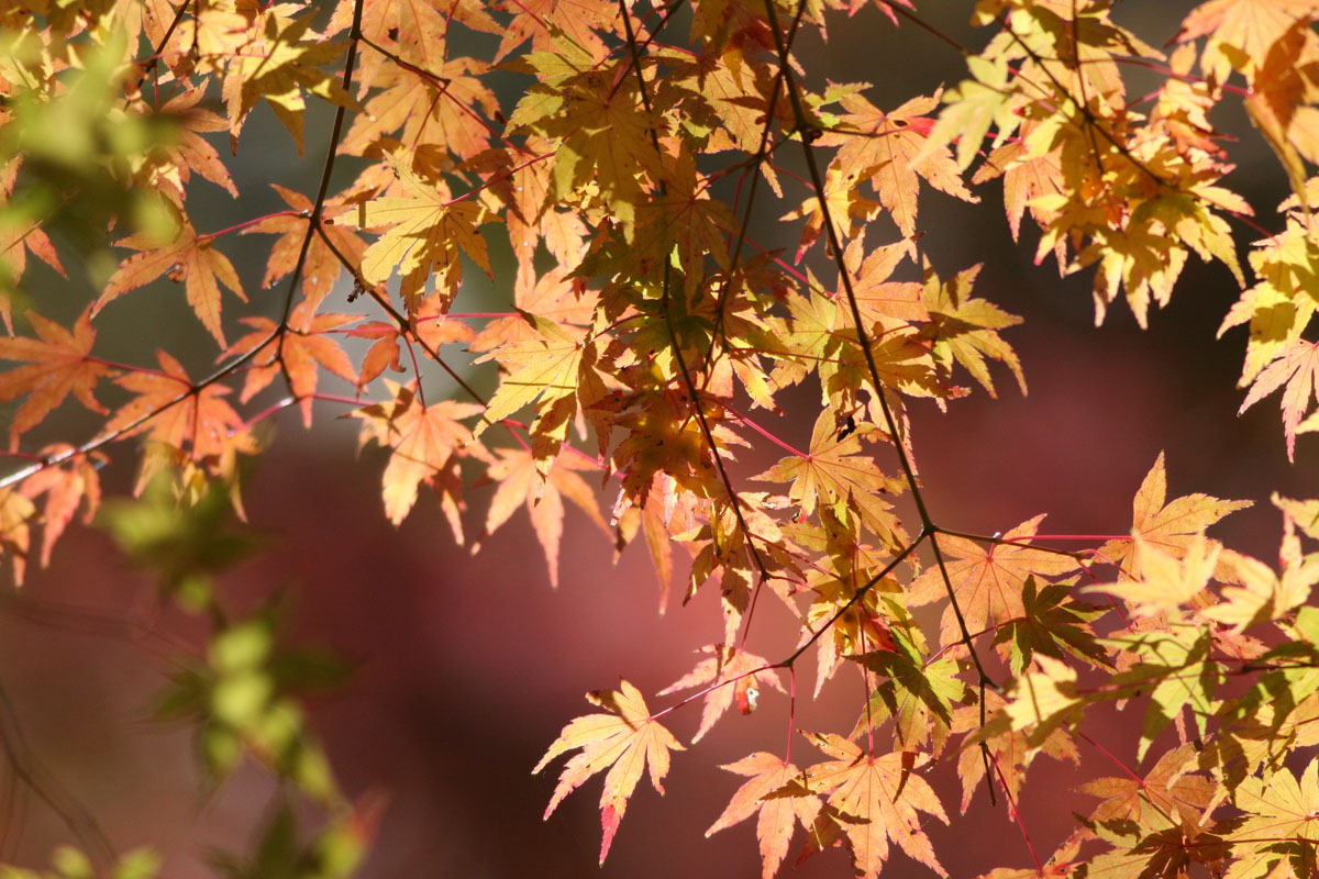 箱根は秋　湿生花園も紅葉とススキの静かな秋色でした
